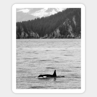 Orca and Snow-Capped Mountains at Resurrection Bay in Alaska Sticker